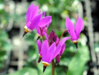 Strong pink flowers over blue tinted foliage